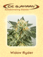 De Sjamaan Autoflowering Seeds Widow Ryder