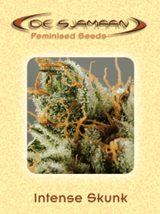 De Sjamaan Feminised Seeds Intense Skunk