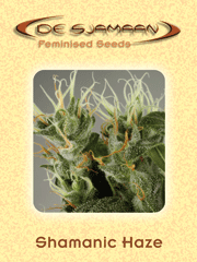 De Sjamaan Feminised Seeds Shamanic Haze