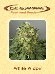 De Sjamaan Feminised Seeds White Widow